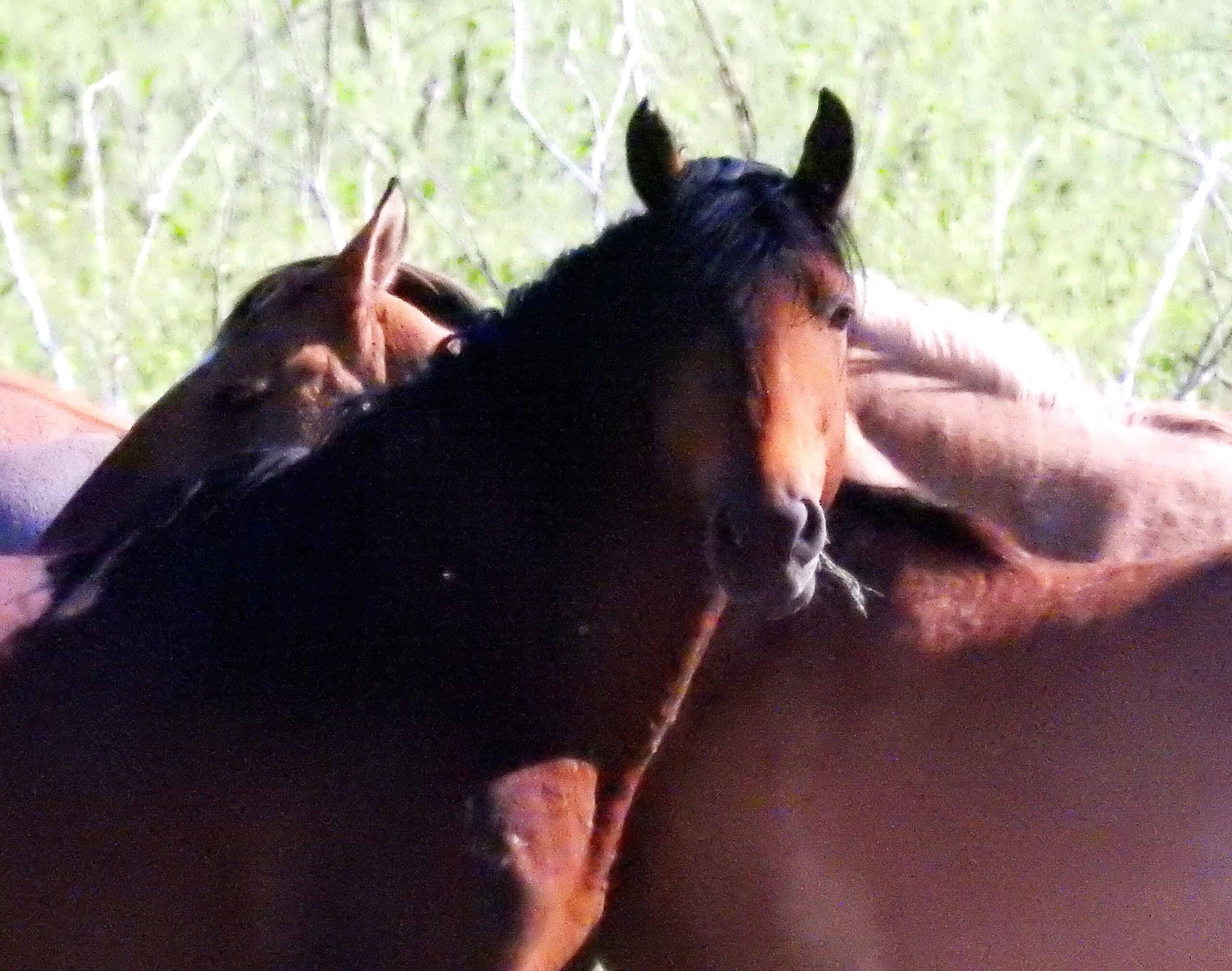 Pryor Mountain Wild Horses– Wild Mustang Center