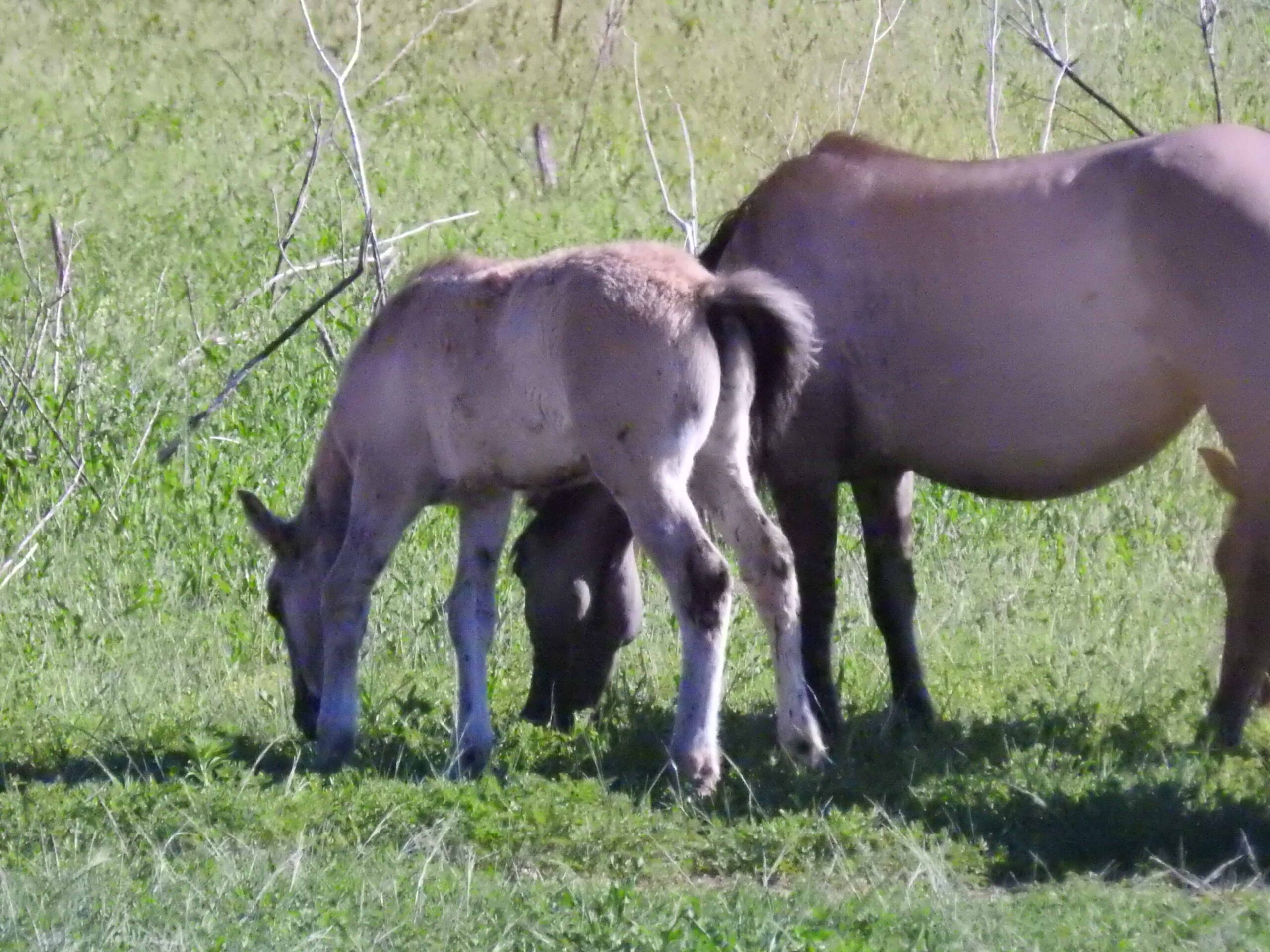  Pryor Mountain Wild Horses– Wild Mustang Center