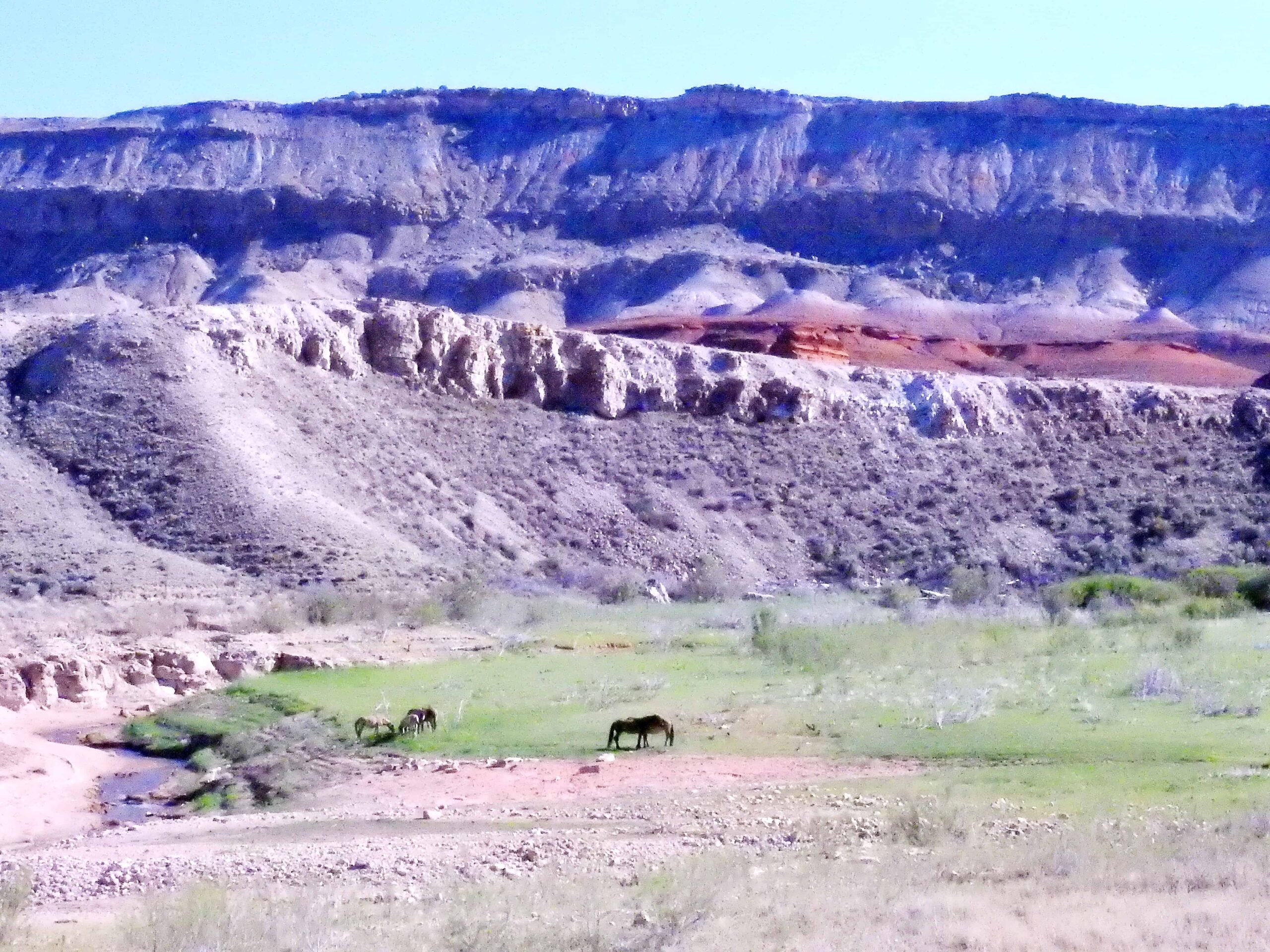  Pryor Mountain Wild Horses– Wild Mustang Center