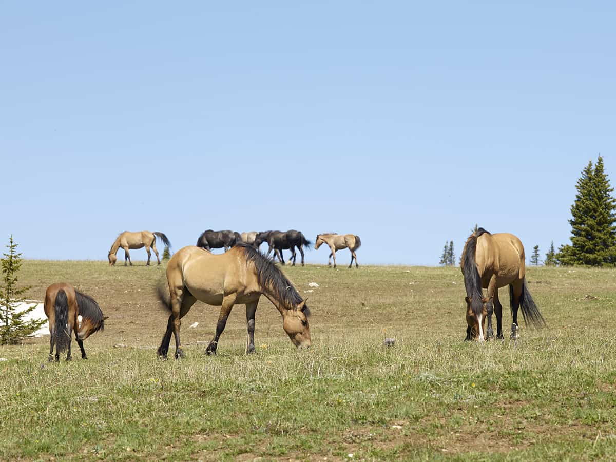  Pryor Mountain Wild Horses– Wild Mustang Center