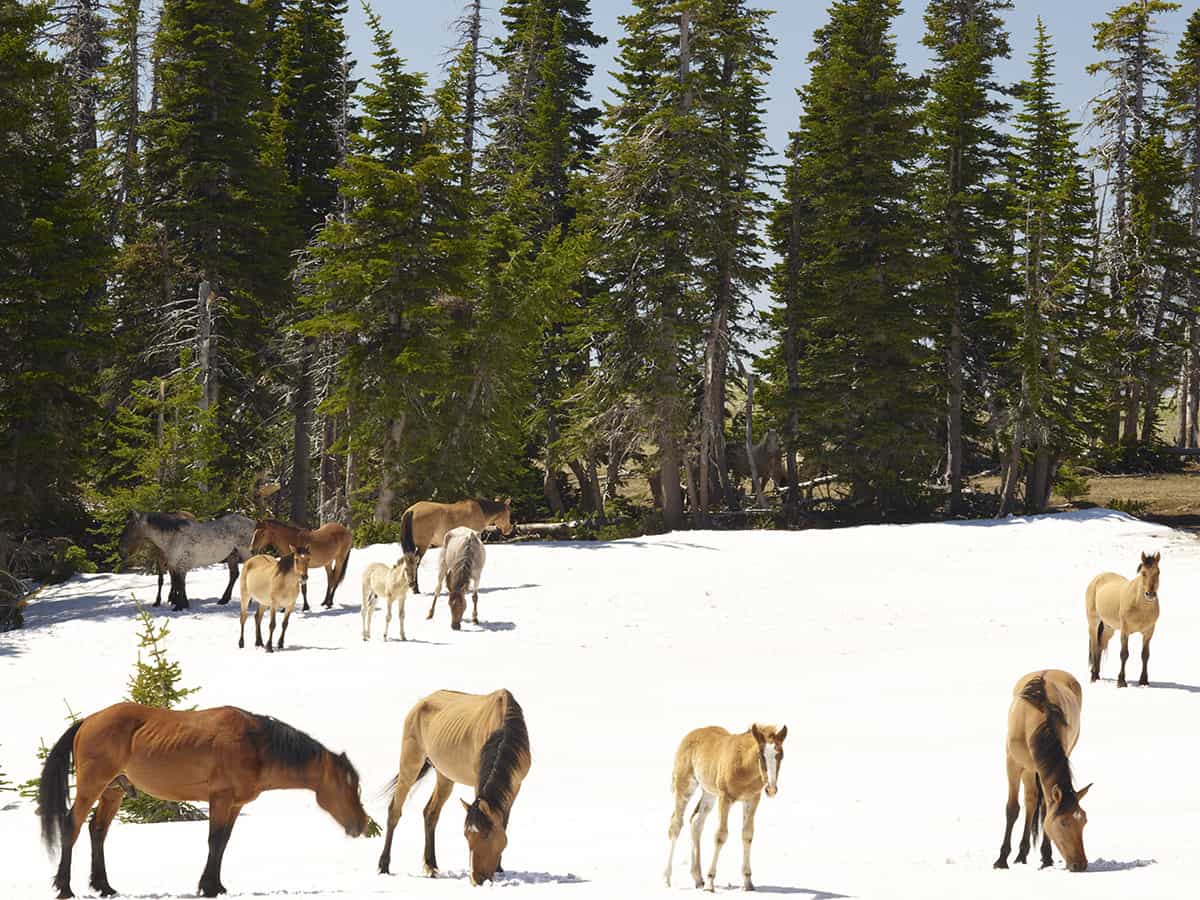  Pryor Mountain Wild Horses– Wild Mustang Center
