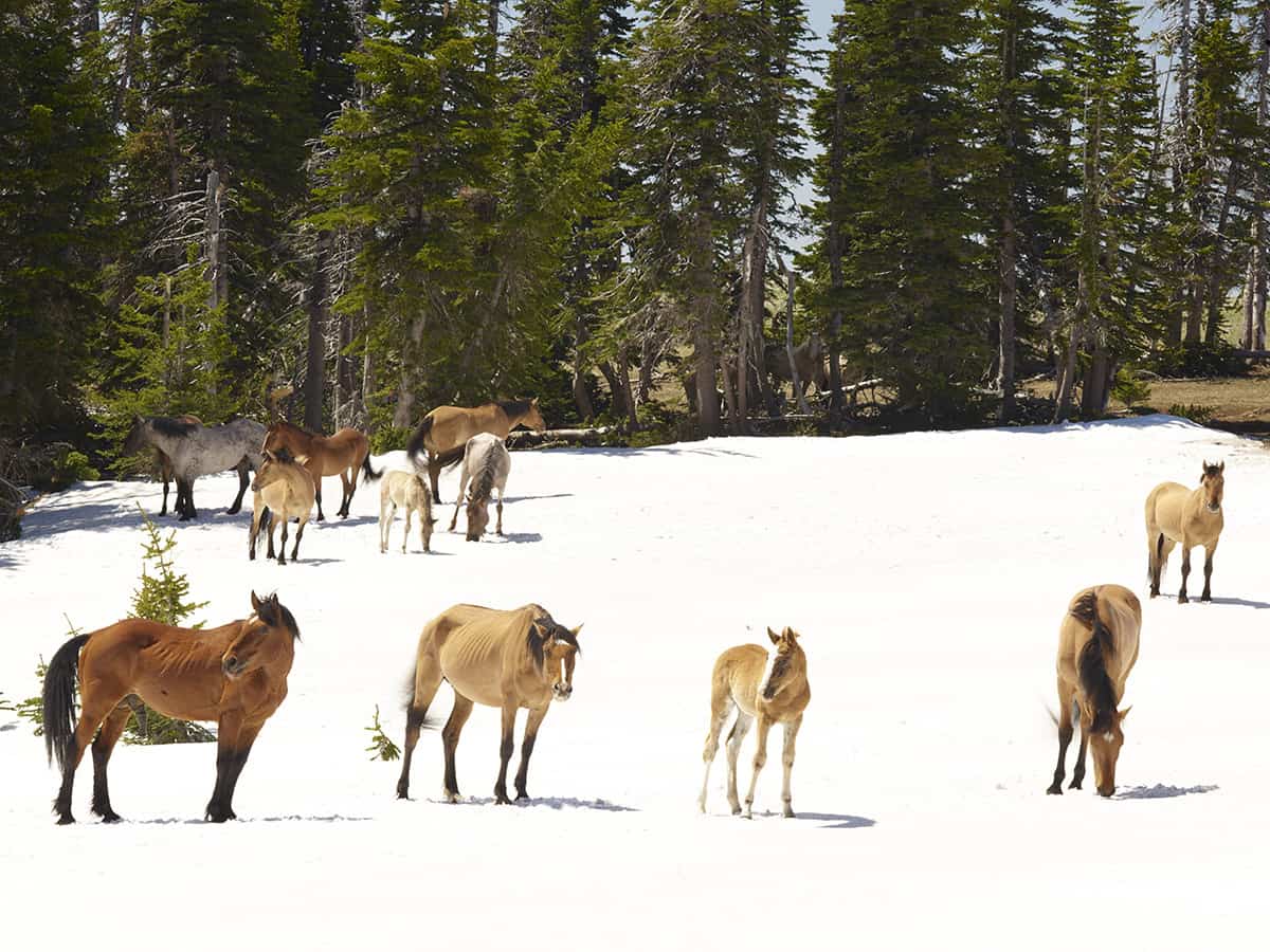  Pryor Mountain Wild Horses– Wild Mustang Center