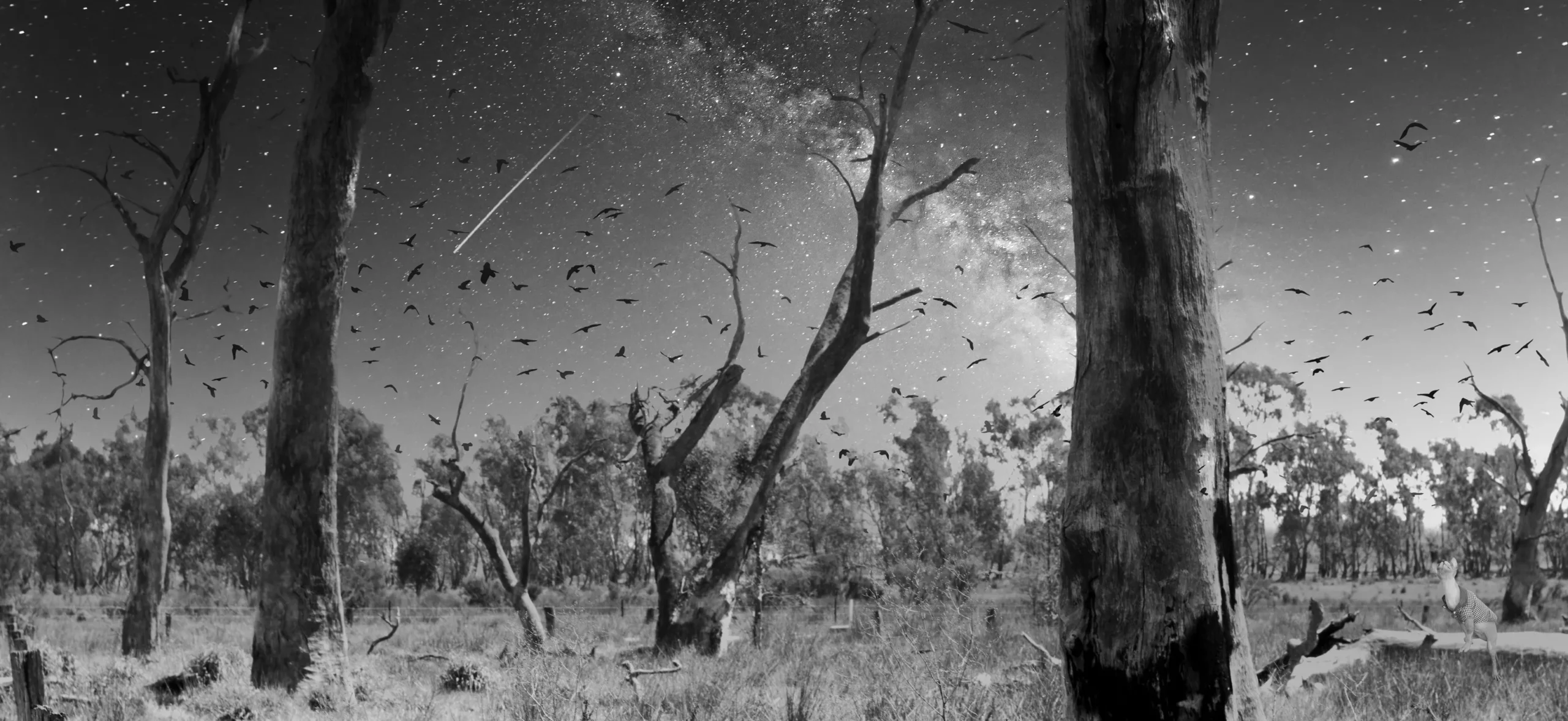 Trees, Trees as Teachers, Minimalistic Tree Photos- Black and White Minimalism