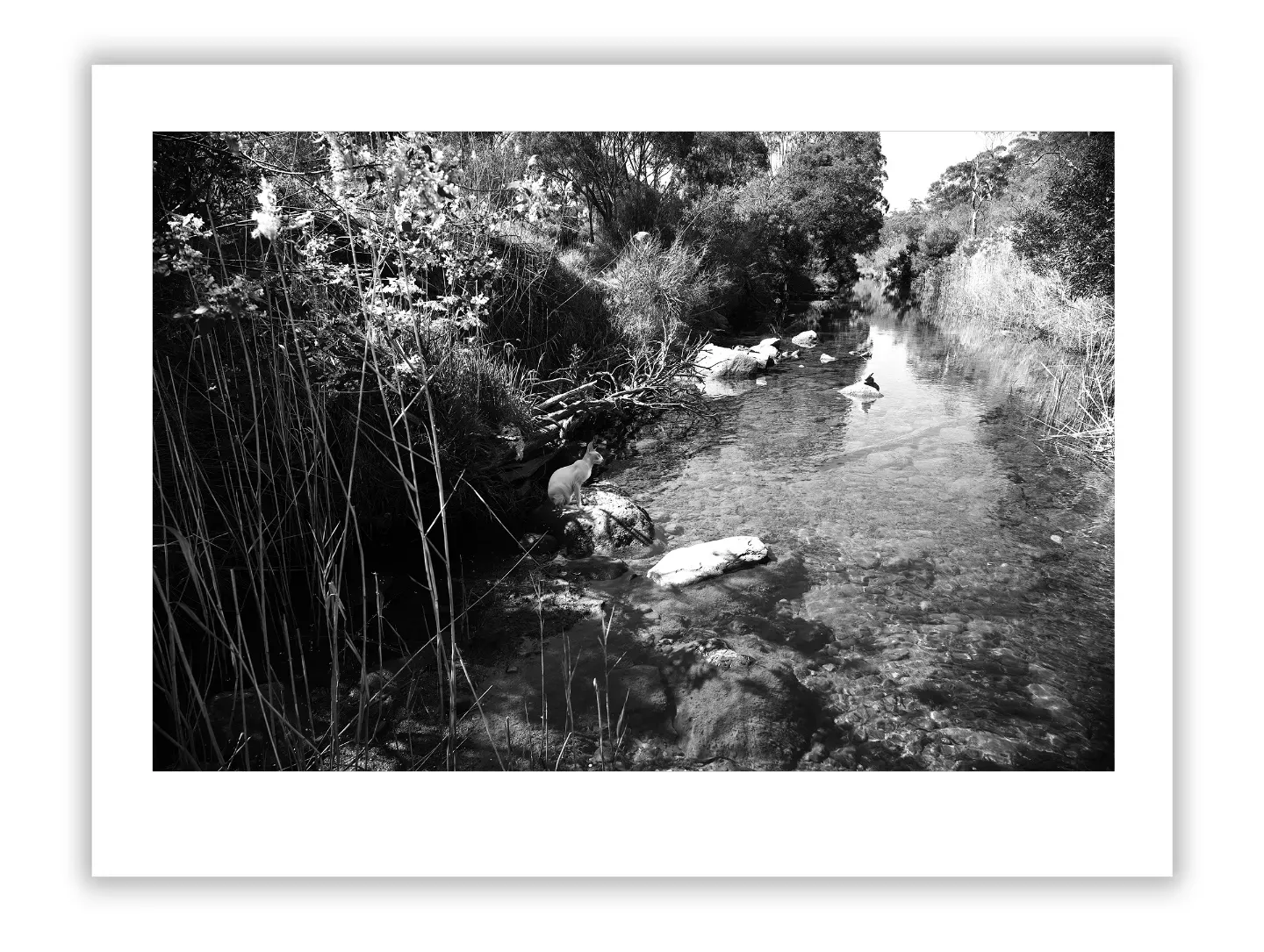 Life Lessons from Creeks: Nature's Flow and Inspiring Guide