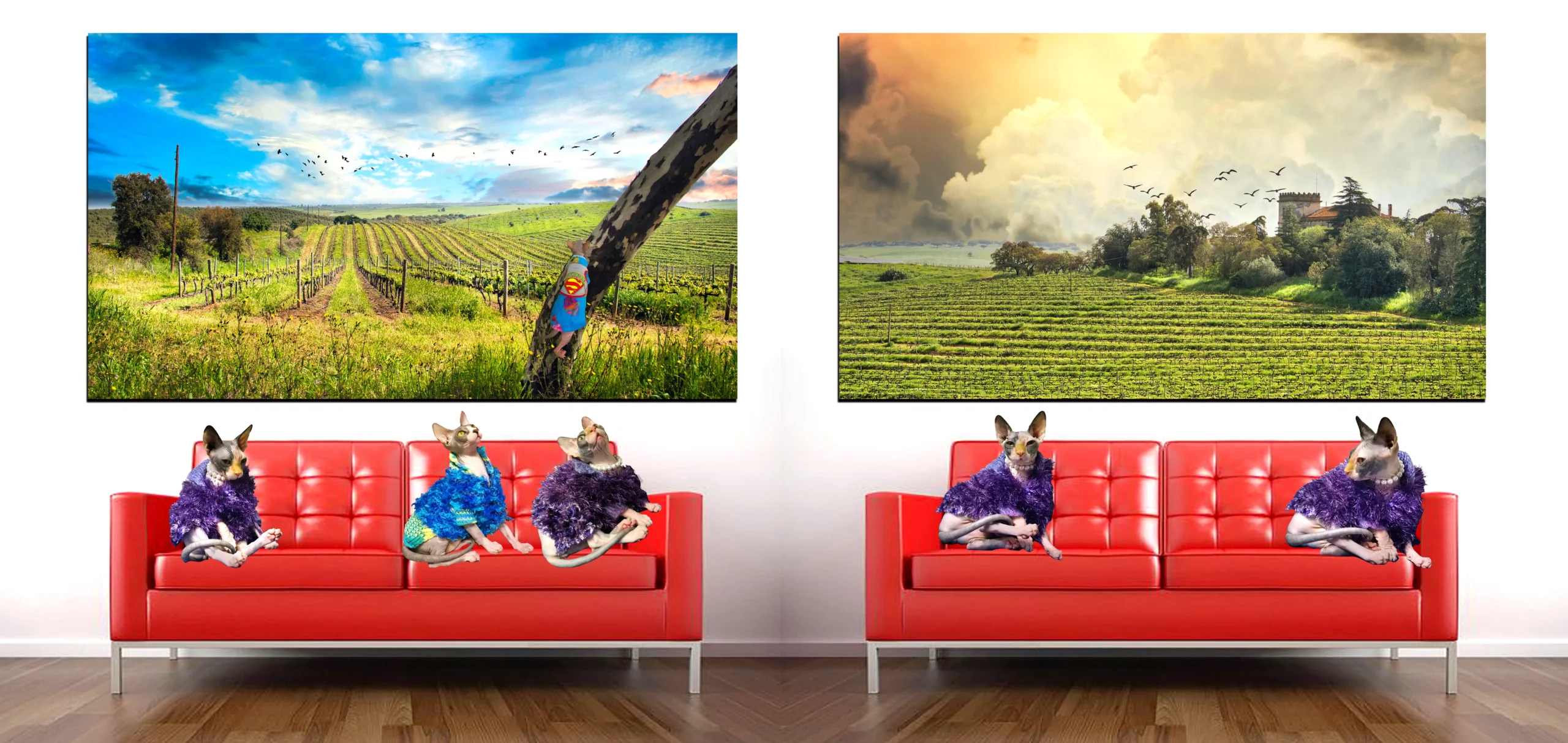 Sphynx Cat Buying Guide