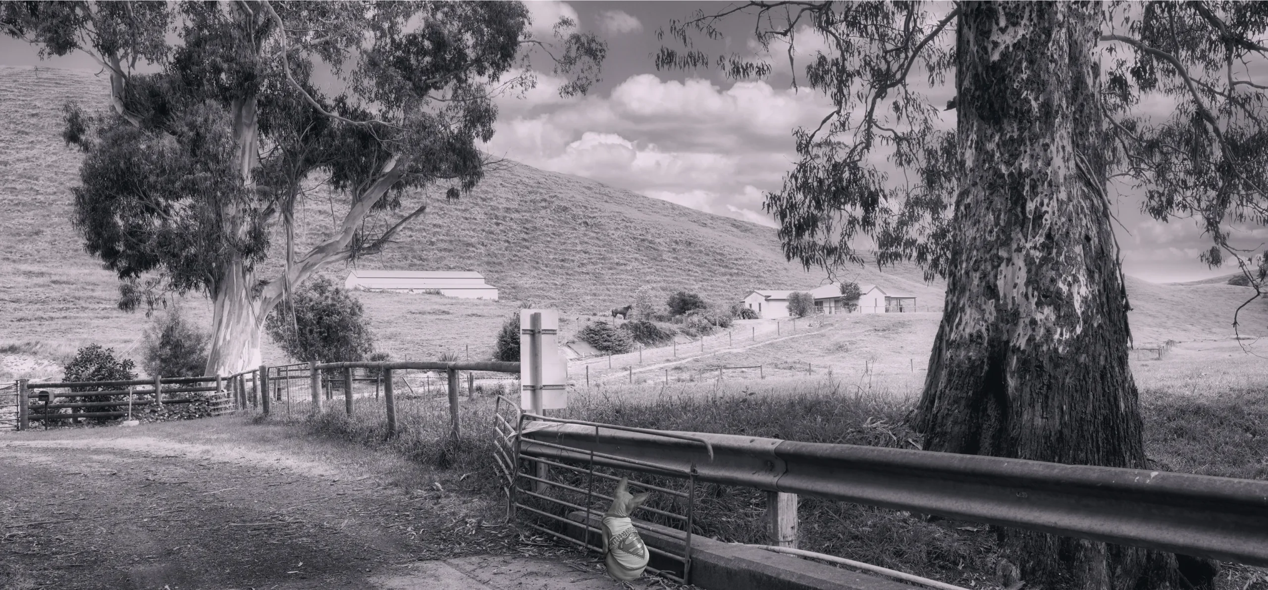 Inspiring Tree Photography