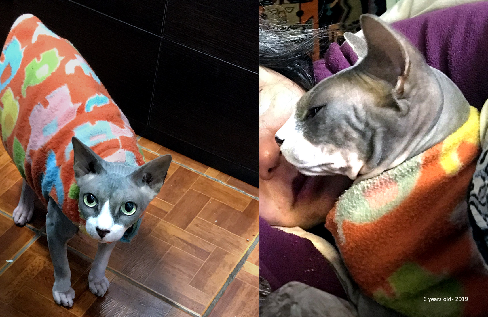 Grieving for a pet, • Pet Memorial, Grieving a Pet, Pet Death, Losing a Pet, Animal Loss, Animal Grief, Coping with Pet Loss, Mourning Pets, Pet Bereavement, Pet Owner Support, Pet Remembrance, Healing from Pet Loss