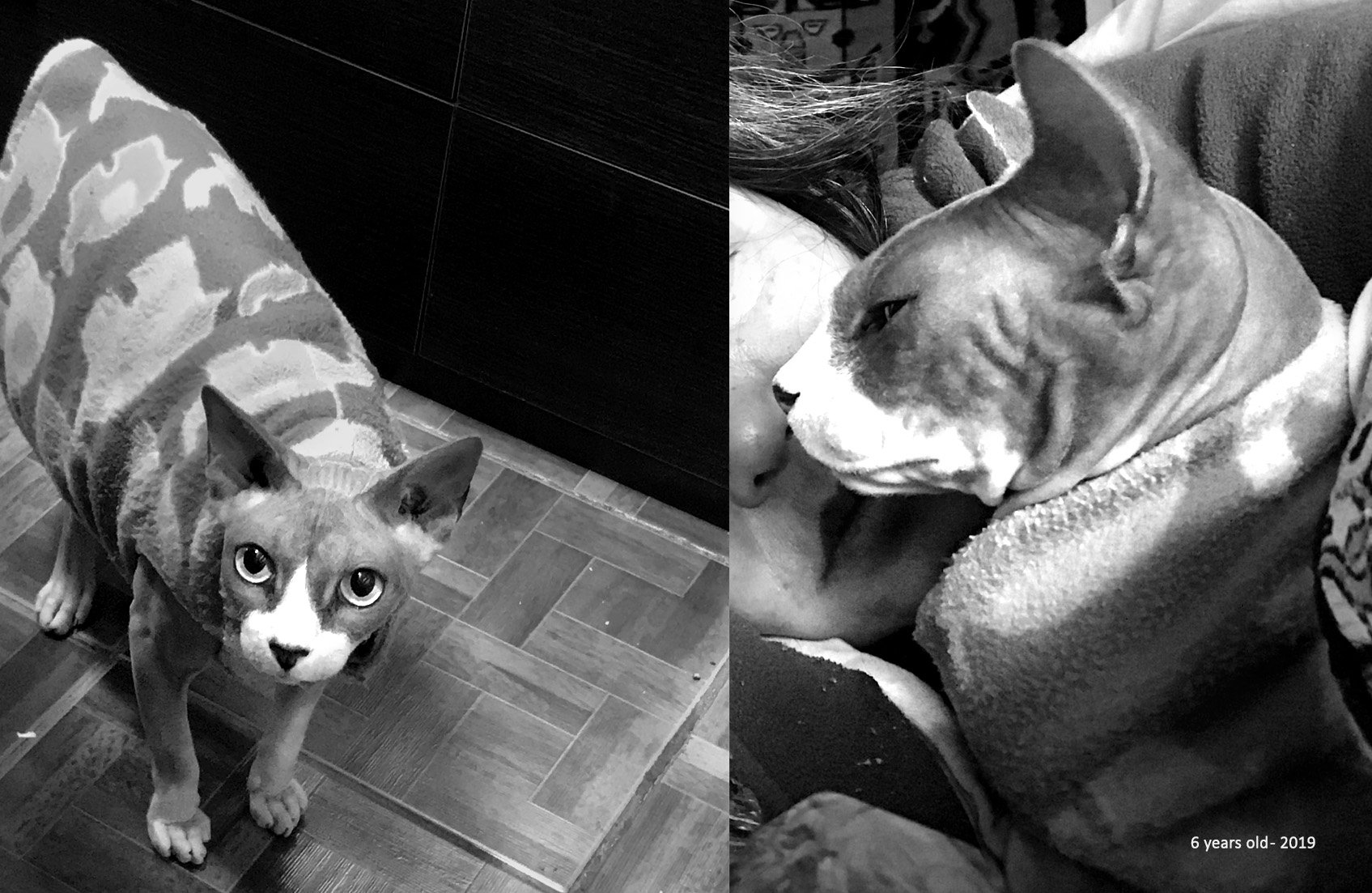 Grieving for a pet, • Pet Memorial, Grieving a Pet, Pet Death, Losing a Pet, Animal Loss, Animal Grief, Coping with Pet Loss, Mourning Pets, Pet Bereavement, Pet Owner Support, Pet Remembrance, Healing from Pet Loss