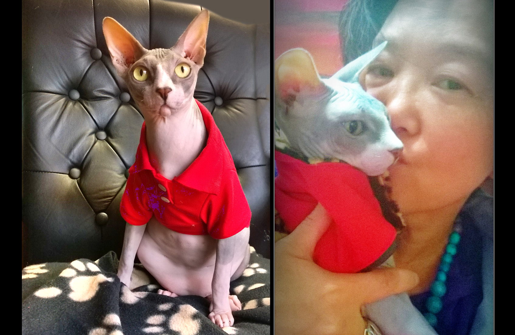 Zucky's Last Day - A Heartfelt Farewell to Beloved Pet, Poem for Pet Loss and pet grief, POEM, Poem for pet loss, pet loss poems for dog and cat owners, comforting poems for grieving pet parents, poems about losing a cat and dog, healing words after pet loss, pet memorial poems for dogs and cats, cat and dog loss poems to help with grief, rainbow bridge poem for dogs and cats, deeply touching pet memorial quotes, poetry for those mourning a pet, pet death remembrance poems, poems for friends who lost a pet, inspirational pet loss quotes, pet loss condolence messages, animal companion grief poetry, poems for someone whose dog and cat died,