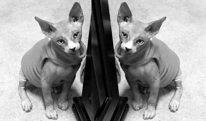 Poem For Pet loss, ZUCKYS LAST DAY POEM, Poetry, Pet Poems, Grief Poems, Pet Loss Poem, Pet Grief Poem, Pet Memorial Poems, Animal Grief Poem, Coping with Pet Loss Poem, Coping with Pet Loss Poem, Mourning Pets Poem,