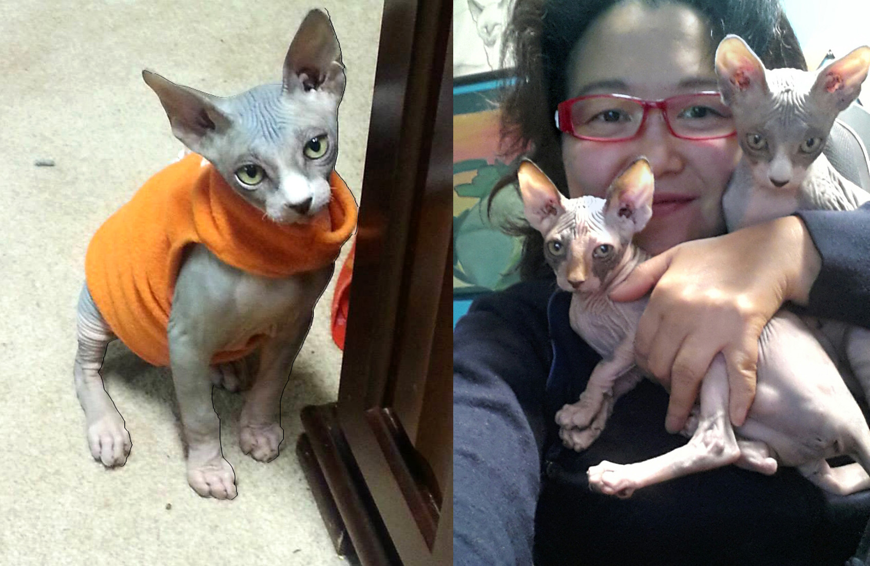 HEART SOUL WHISPERER ZUCKY MOST BELOVED SPHYNX CAT 2