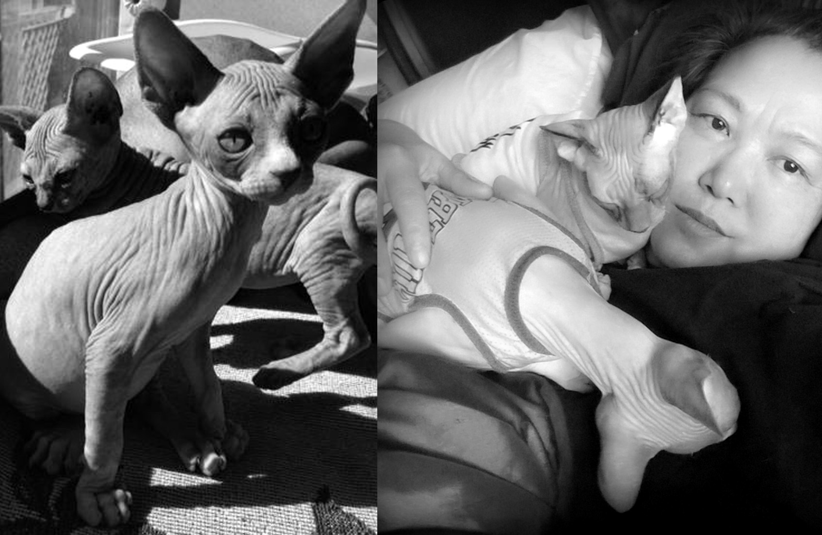 rainbow bridge. Poetry, Pet Poems, Grief Poems, Pet Loss Poem, Pet Grief Poem, Pet Memorial Poems, Animal Grief Poem, Coping with Pet Loss Poem, Coping with Pet Loss Poem, Mourning Pets Poem,