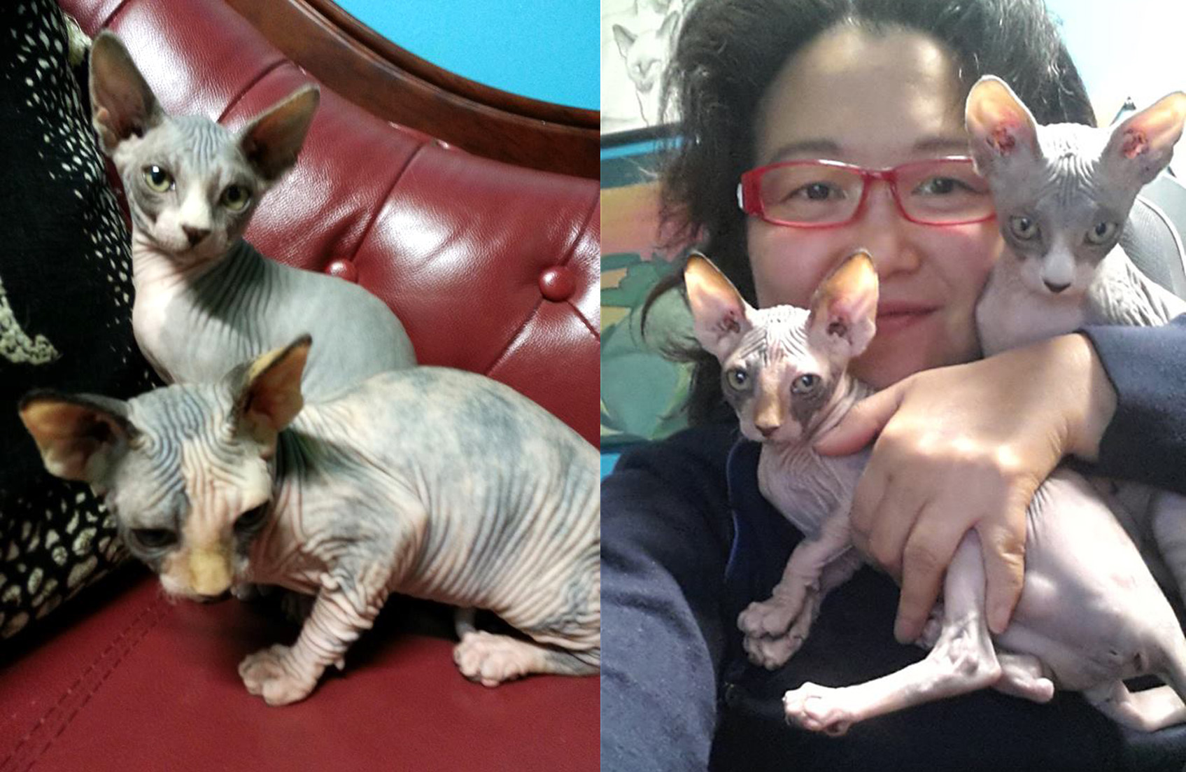 Tribute to Love: The Grief of Goodbye | A Poem for Pet Loss, pet loss poems for dog and cat owners, comforting poems for grieving pet parents, poems about losing a cat and dog, healing words after pet loss, pet memorial poems for dogs and cats, cat and dog loss poems to help with grief, rainbow bridge poem for dogs and cats, deeply touching pet memorial quotes, poetry for those mourning a pet, pet death remembrance poems, poems for friends who lost a pet, inspirational pet loss quotes, pet loss condolence messages, animal companion grief poetry, poems for someone whose dog and cat died,