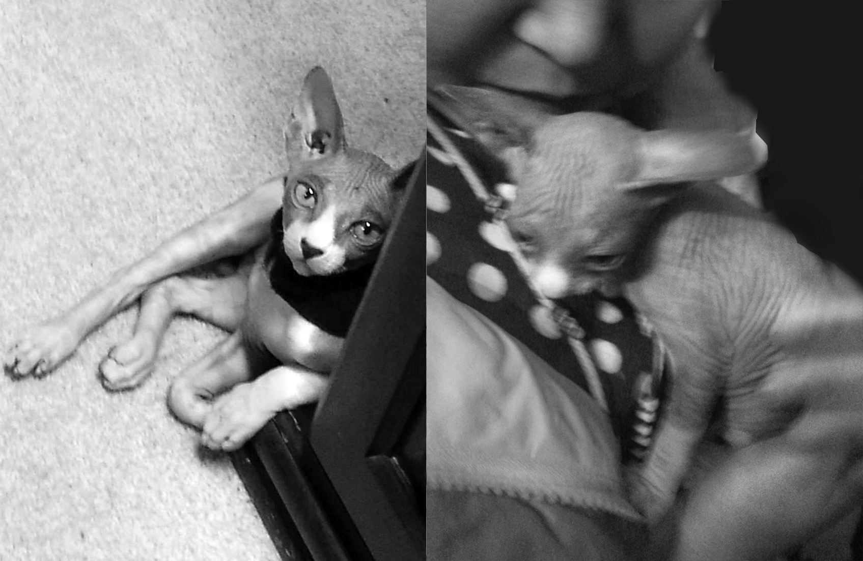 Grieving for pets, Poetry, Pet Poems, Grief Poems, Pet Loss Poem, Pet Grief Poem, Pet Memorial Poems, Animal Grief Poem, Coping with Pet Loss Poem, Coping with Pet Loss Poem, Mourning Pets Poem,