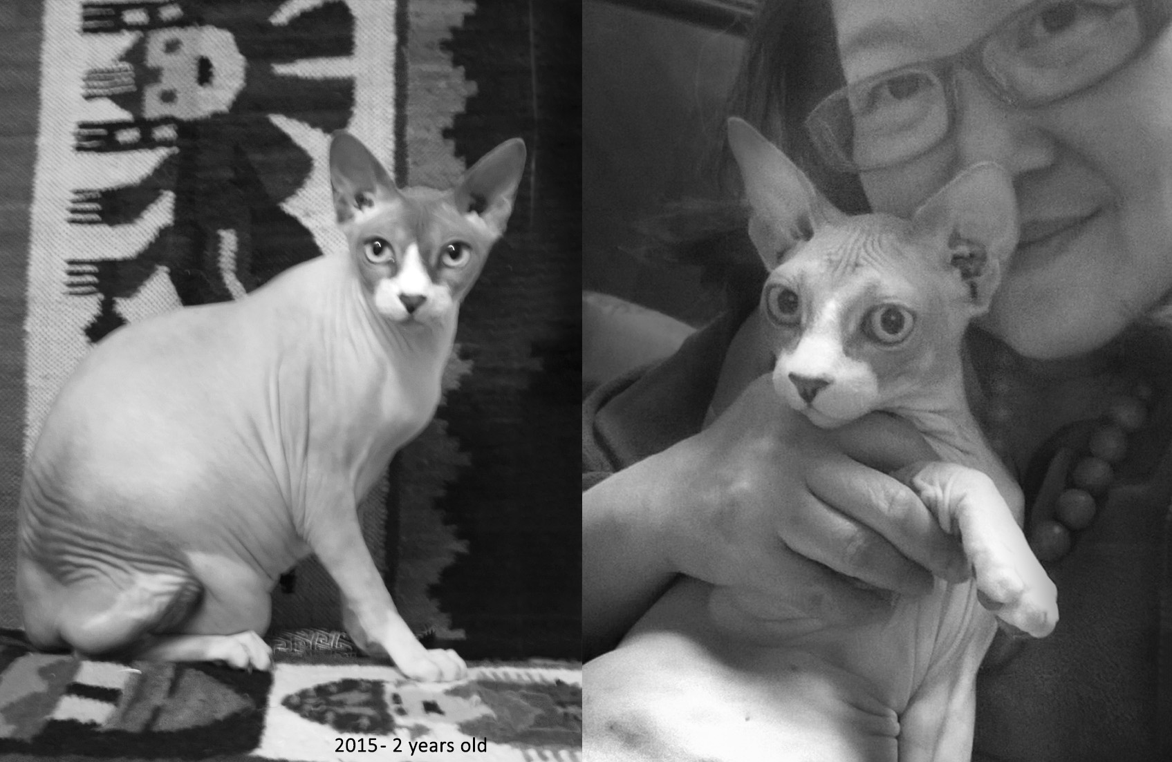 In Memory of a Pet Poem, Poetry, Pet Poems, Grief Poems, Pet Loss Poem, Pet Grief Poem, Pet Memorial Poems, Animal Grief Poem, Coping with Pet Loss Poem, Coping with Pet Loss Poem, Mourning Pets Poem,