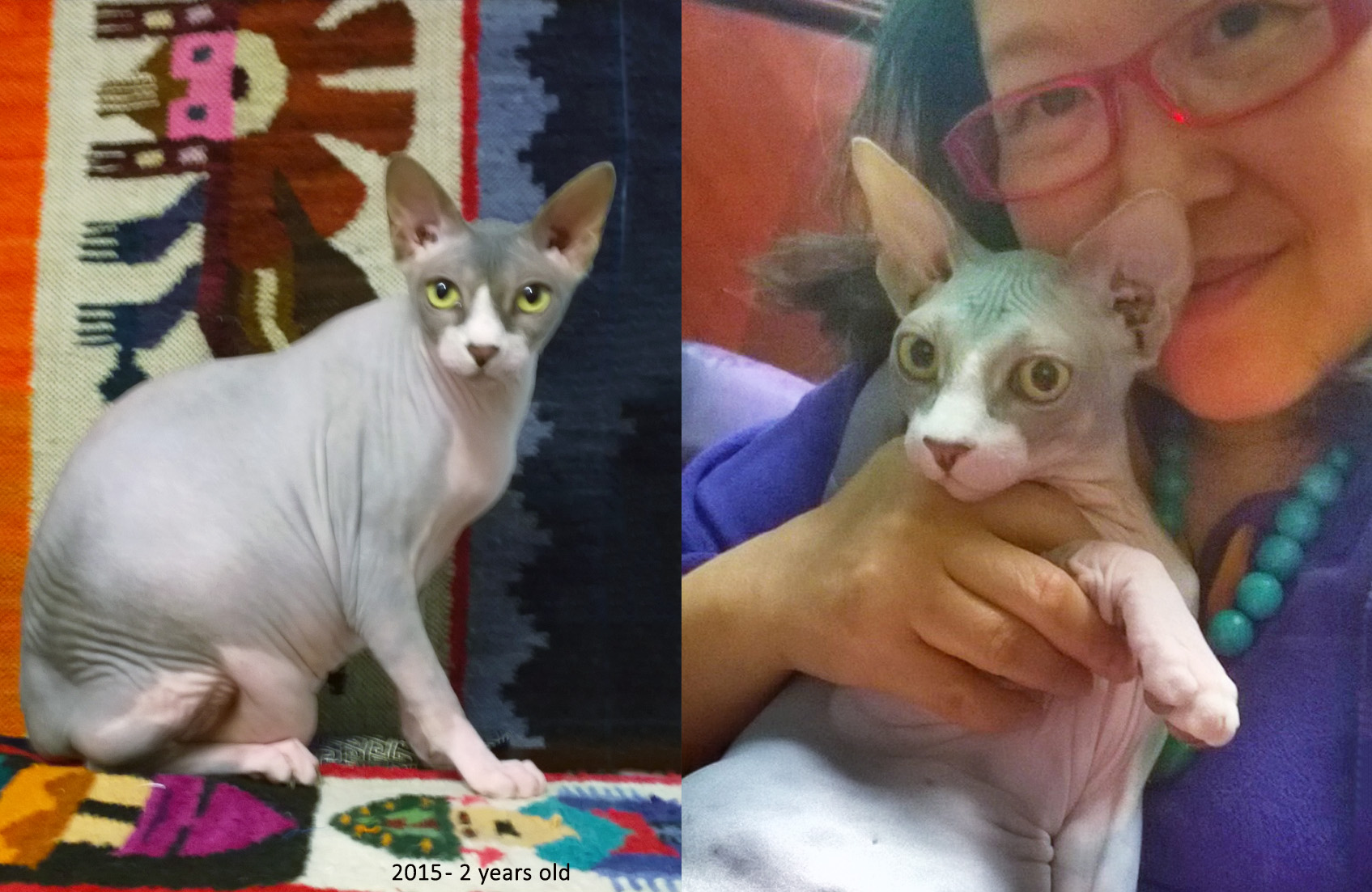 In Memory of a Pet Poem, Poetry, Pet Poems, Grief Poems, Pet Loss Poem, Pet Grief Poem, Pet Memorial Poems, Animal Grief Poem, Coping with Pet Loss Poem, Coping with Pet Loss Poem, Mourning Pets Poem,