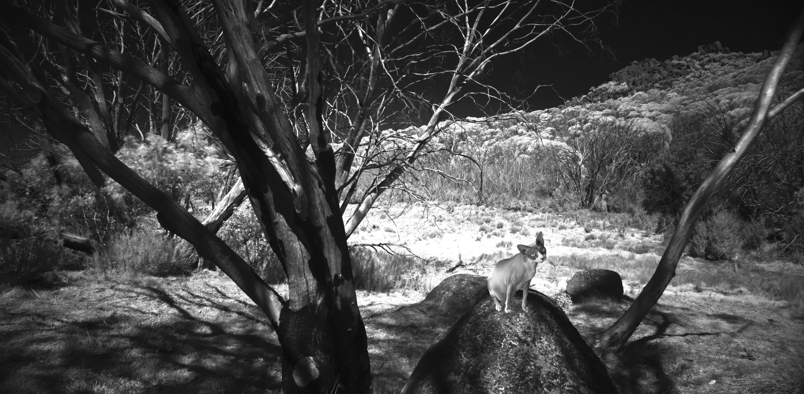 Sphynx Cat Zucky, Heart & Soul Whisperer Art gallery, Fine art Photography by Dr Zenaidy Castro, Buy Black And White Photography Prints For Sale