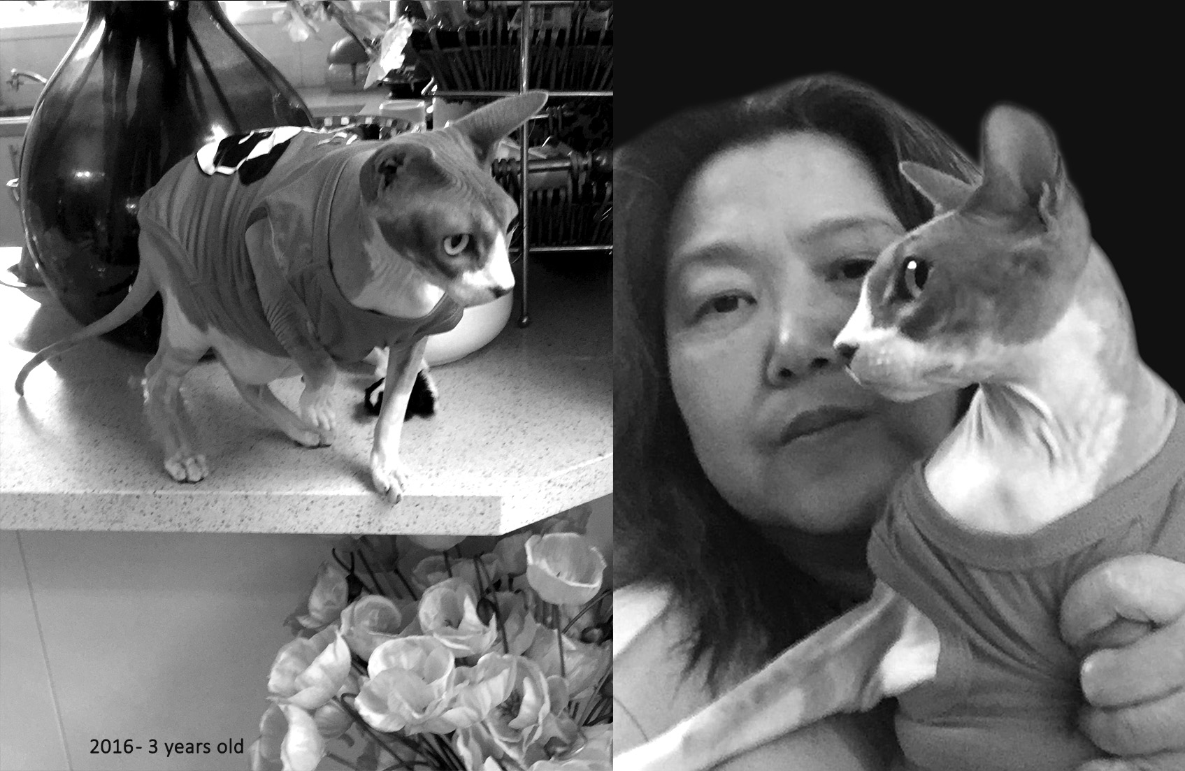 Honoring Pets with Grief and Poetry - Poems for Pet Loss, Poetry, Pet Poems, Grief Poems, Pet Loss Poem, Pet Grief Poem, Pet Memorial Poems, Animal Grief Poem, Coping with Pet Loss Poem, Coping with Pet Loss Poem, Mourning Pets Poem,