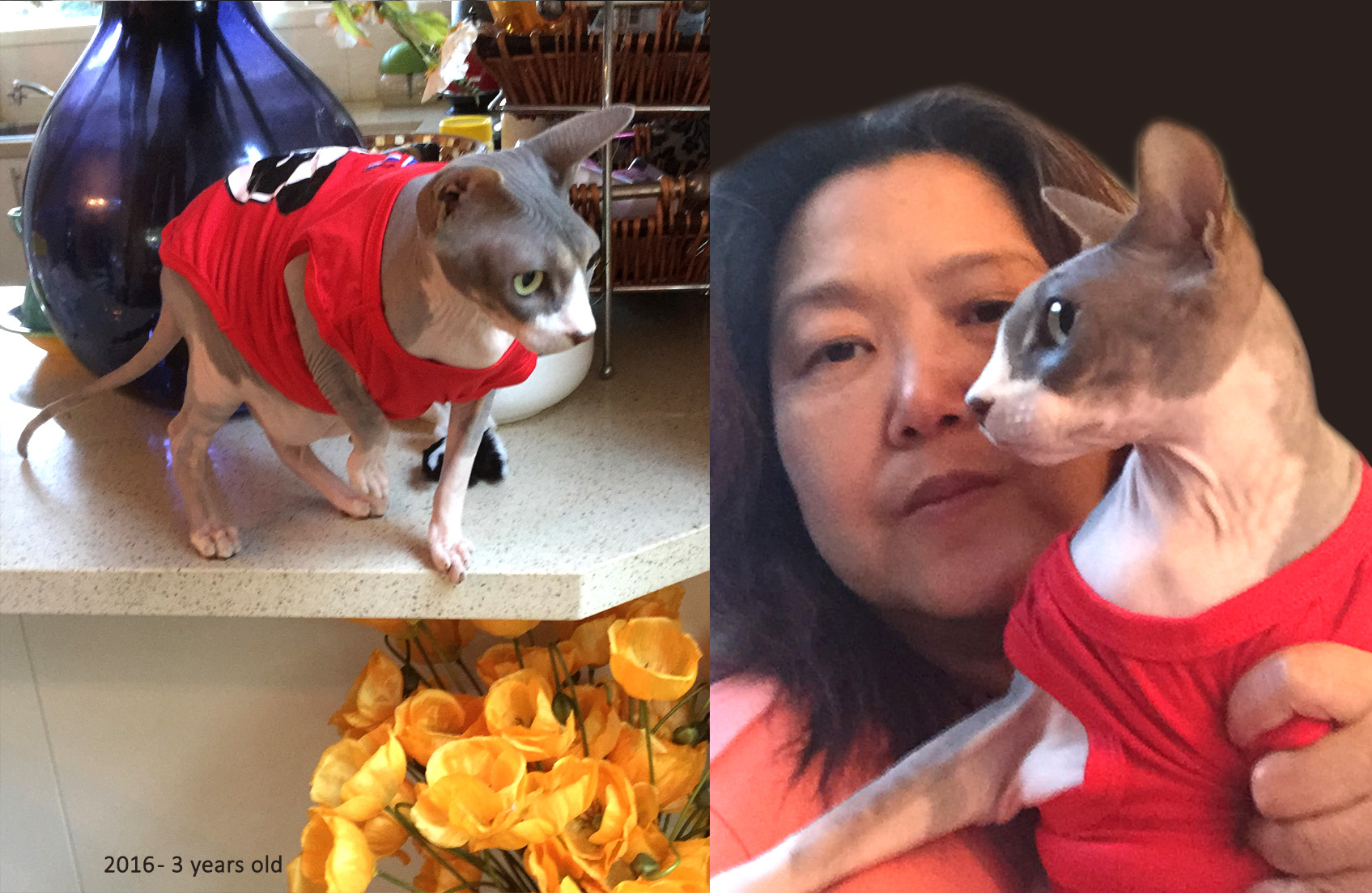 Honoring Pets with Grief and Poetry - Poems for Pet Loss, Poetry, Pet Poems, Grief Poems, Pet Loss Poem, Pet Grief Poem, Pet Memorial Poems, Animal Grief Poem, Coping with Pet Loss Poem, Coping with Pet Loss Poem, Mourning Pets Poem,