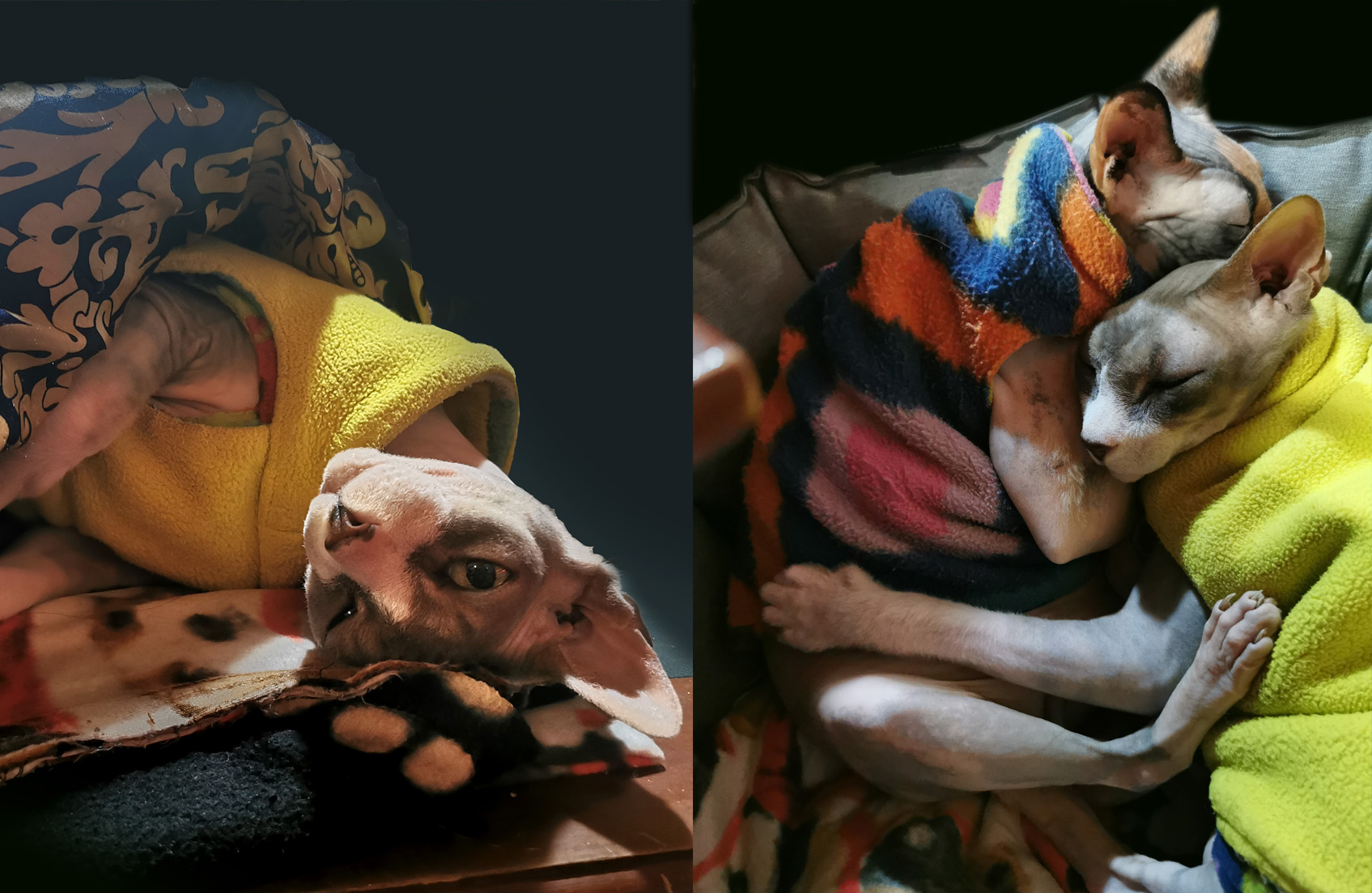 ZUCKYS LAST DAY POEM, Poetry, Pet Poems, Grief Poems, Pet Loss Poem, Pet Grief Poem, Pet Memorial Poems, Animal Grief Poem, Coping with Pet Loss Poem, Coping with Pet Loss Poem, Mourning Pets Poem,