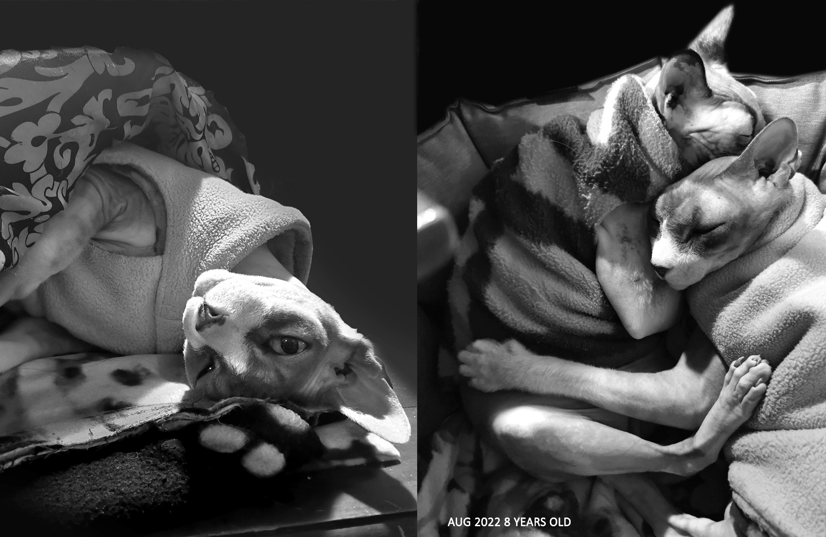 ZUCKYS LAST DAY POEM, Poetry, Pet Poems, Grief Poems, Pet Loss Poem, Pet Grief Poem, Pet Memorial Poems, Animal Grief Poem, Coping with Pet Loss Poem, Coping with Pet Loss Poem, Mourning Pets Poem,