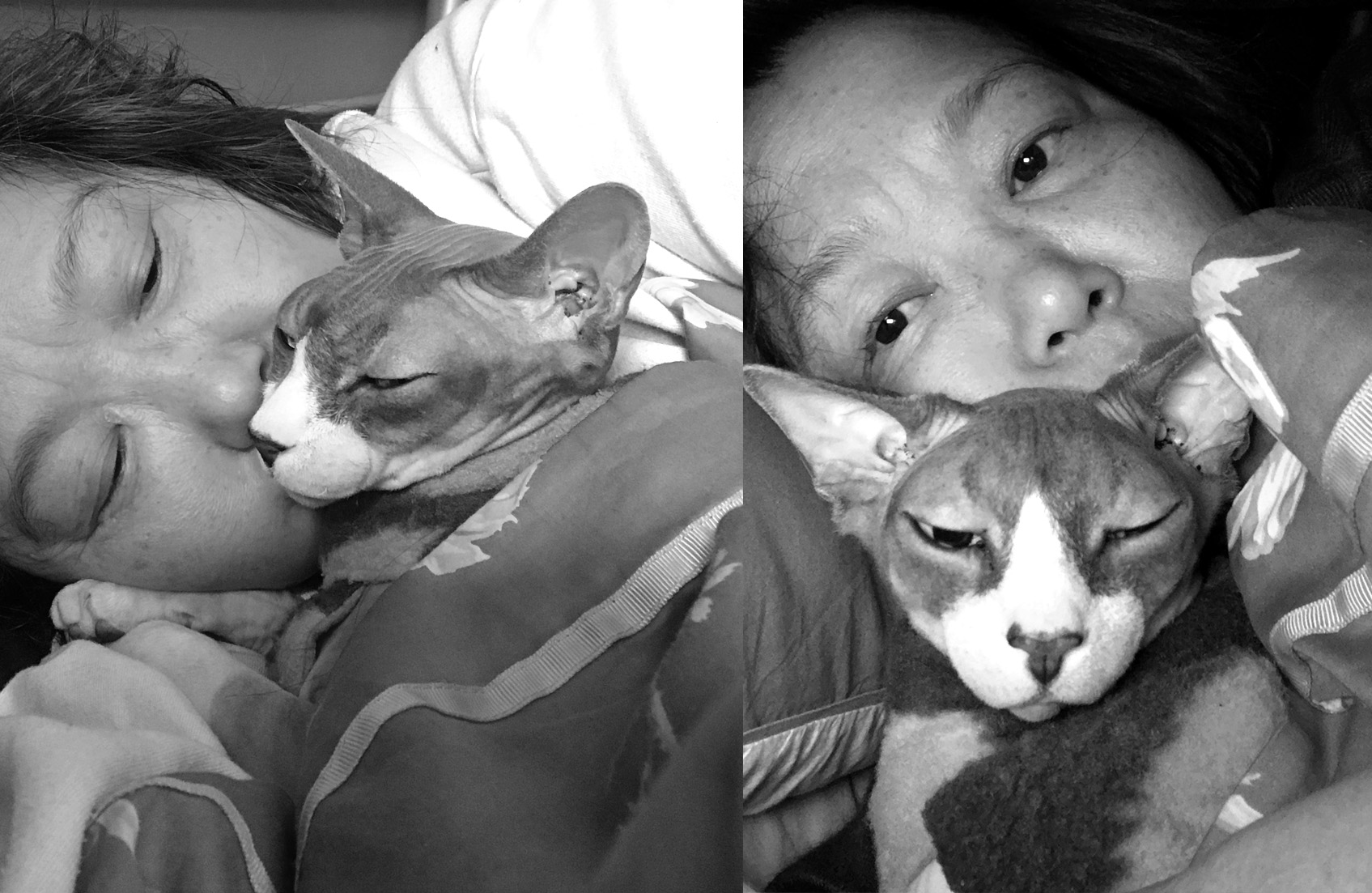 Epitaph to a Sphynx Cat Poem, Poetry, Pet Poems, Grief Poems, Pet Loss Poem, Pet Grief Poem, Pet Memorial Poems, Animal Grief Poem, Coping with Pet Loss Poem, Coping with Pet Loss Poem, Mourning Pets Poem,