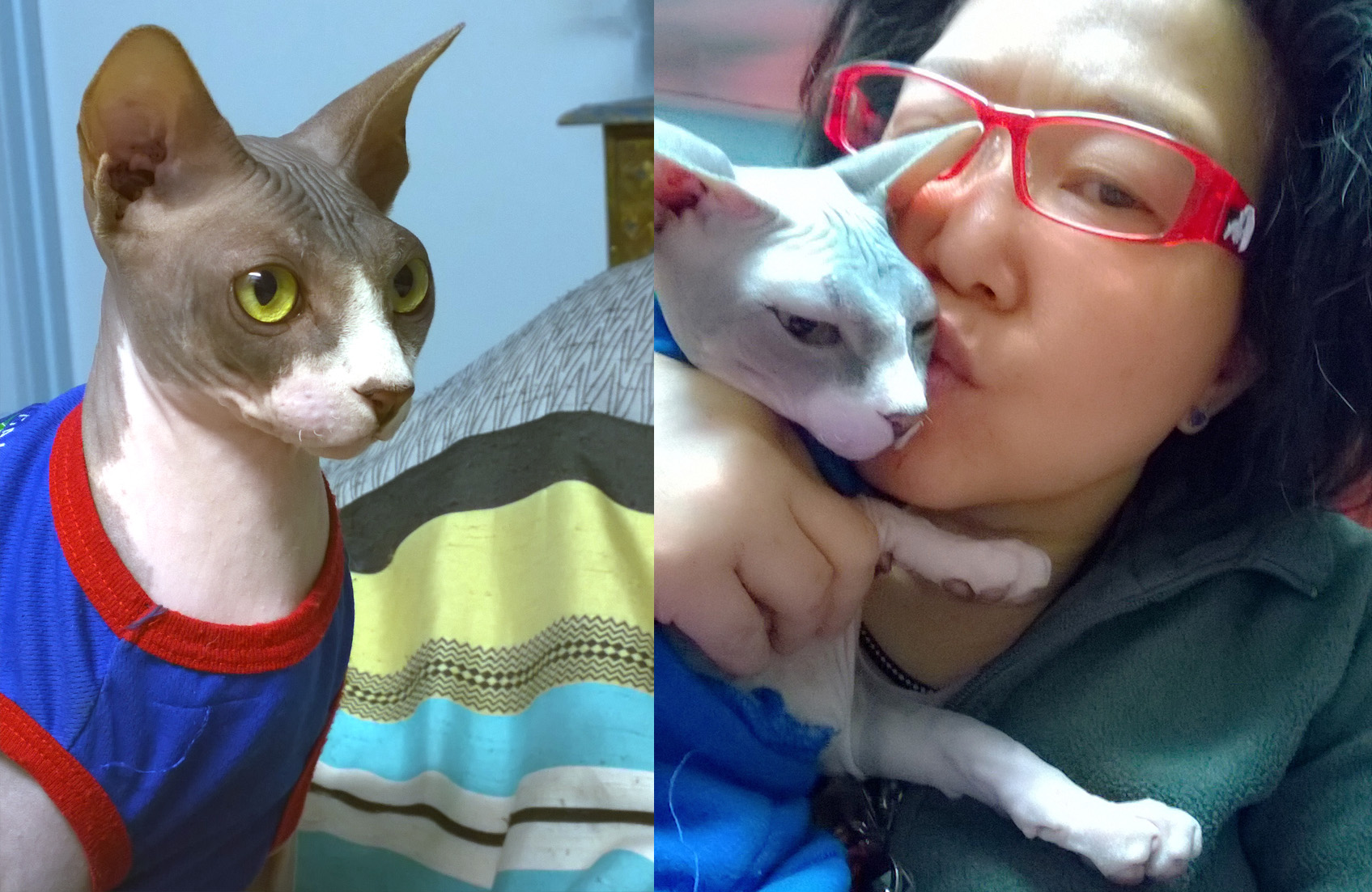 Pet Afterlife Epitaph, A Poetic Tribute to Zucky: A Pet Afterlife Epitaph, pet loss poems for dog and cat owners, comforting poems for grieving pet parents, poems about losing a cat and dog, healing words after pet loss, pet memorial poems for dogs and cats, cat and dog loss poems to help with grief, rainbow bridge poem for dogs and cats, deeply touching pet memorial quotes, poetry for those mourning a pet, pet death remembrance poems, poems for friends who lost a pet, inspirational pet loss quotes, pet loss condolence messages, animal companion grief poetry, poems for someone whose dog and cat died,