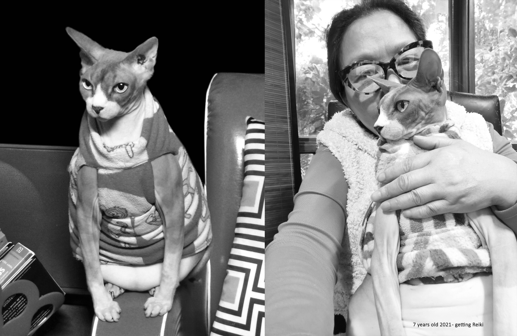 Farewell Poem from a Cat, Cat Grief and Loss Poems, Poems on Loss of a Cat, Farewell Poem from a Cat, Poetry, Pet Poems, Grief Poems, Pet Loss Poem, Pet Grief Poem, Pet Memorial Poems, Animal Grief Poem, Coping with Pet Loss Poem, Coping with Pet Loss Poem, Mourning Pets Poem,