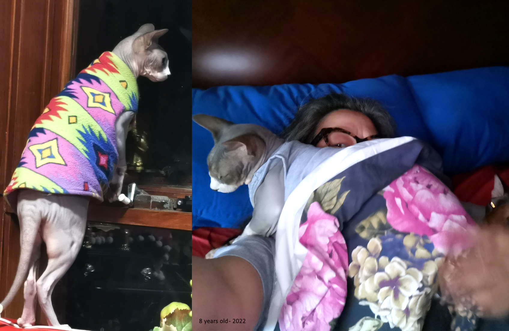 Pet Loss Poems and Stories, Poetry, Pet Poems, Grief Poems, Pet Loss Poem, Pet Grief Poem, Pet Memorial Poems, Animal Grief Poem, Coping with Pet Loss Poem, Coping with Pet Loss Poem, Mourning Pets Poem,