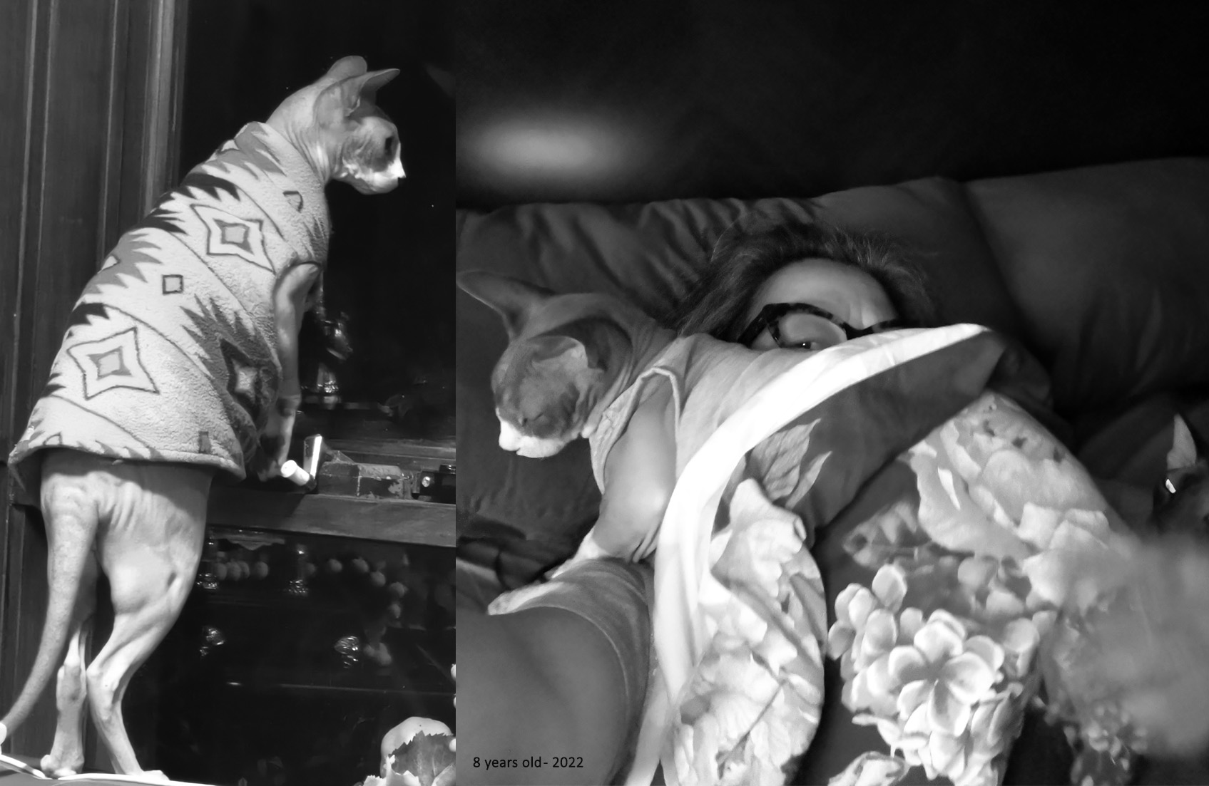 Pet Loss Poems and Stories, Poetry, Pet Poems, Grief Poems, Pet Loss Poem, Pet Grief Poem, Pet Memorial Poems, Animal Grief Poem, Coping with Pet Loss Poem, Coping with Pet Loss Poem, Mourning Pets Poem,