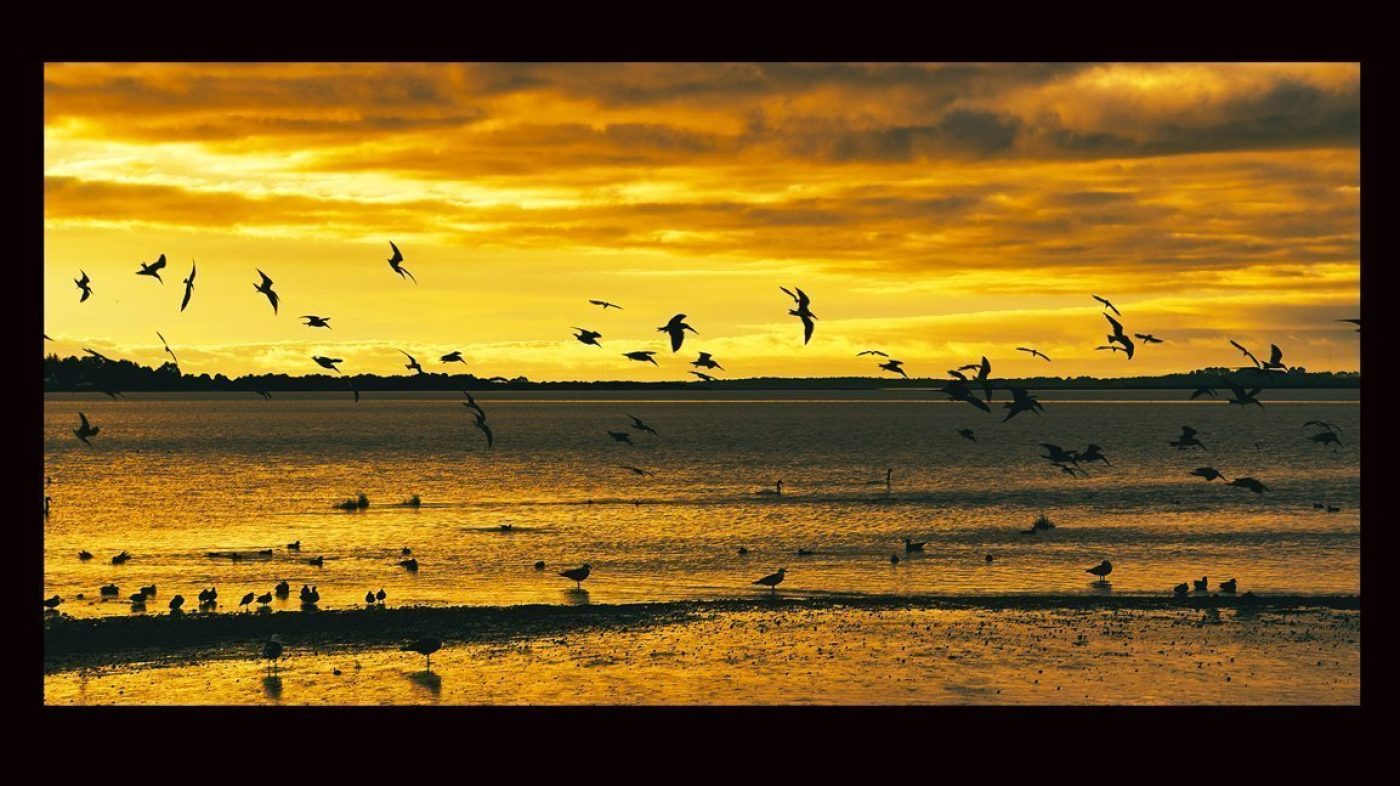 Get Business and Trade Discount through our  Art Trade Program