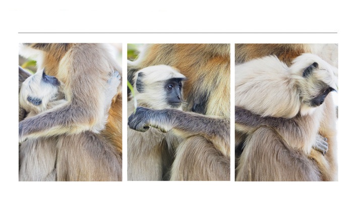 WILDLIFE-AND-ANIMAL-PHOTOGRAPHS-17-andreas-scropt
