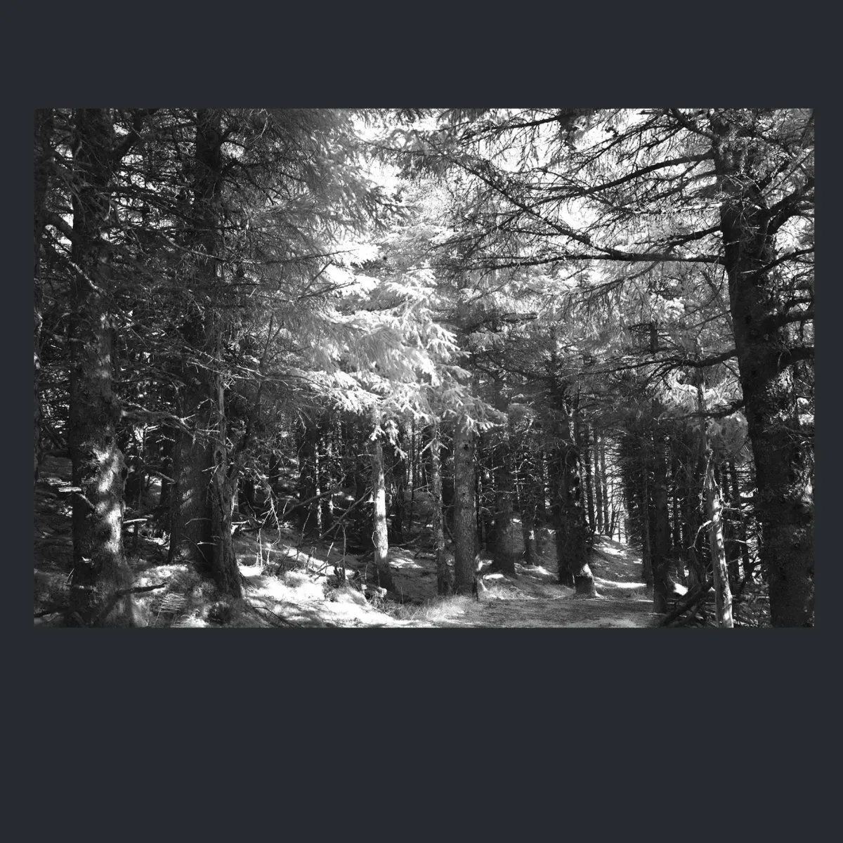 Premium, Luxury, Unique, Original Fine Art Prints of Black and White infrared Trees Woodland Rainforest Photos for sale- online gallery in Melbourne Australia - Heart and Soul Whisperer Art gallery by Cosmetic Dentist Dr Zenaidy Castro