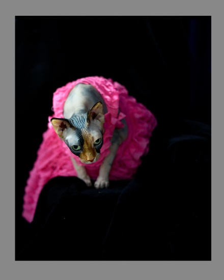 Sphynx-Cat-Photographs-CF013007