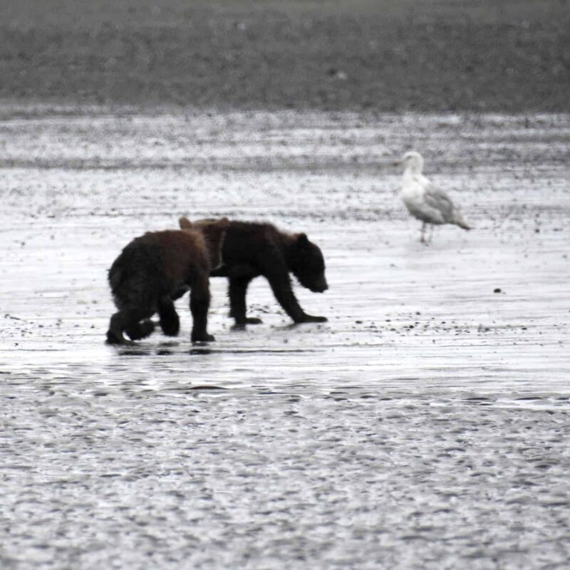 Grizzly Bear Cubs Playing Together, Adorable Cute Grizzly Bear Cubs Playing, Cutest Playful Grizzly Bear Cubs, Adorable Bear Cubs at Play