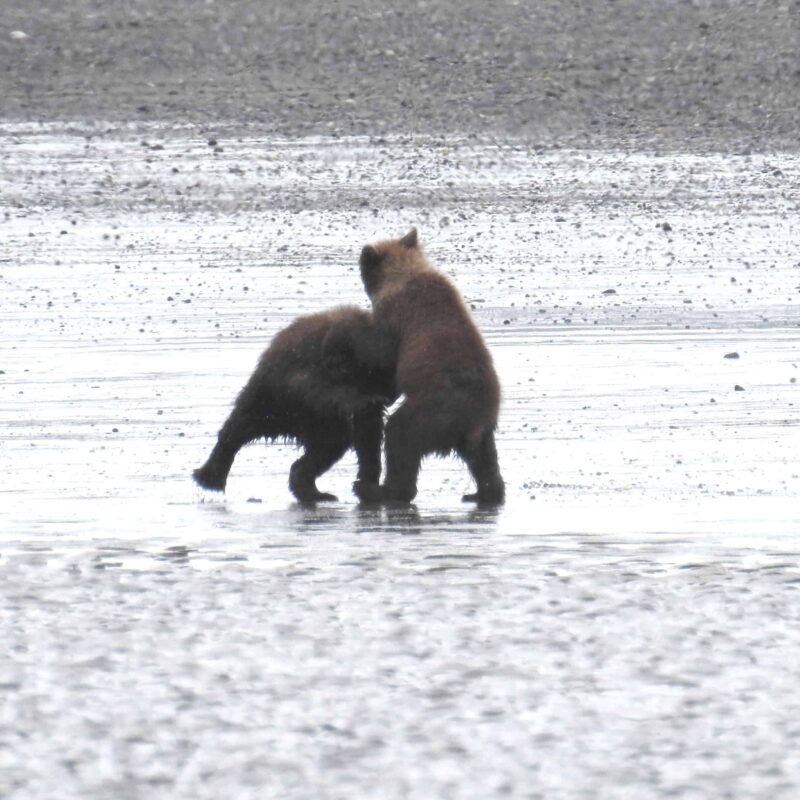 Grizzly Bear Cubs Playing Together, Adorable Cute Grizzly Bear Cubs Playing, Cutest Playful Grizzly Bear Cubs, Adorable Bear Cubs at Play