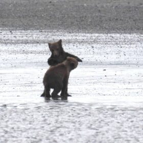 Grizzly Bear Cubs Playing Together, Adorable Cute Grizzly Bear Cubs Playing, Cutest Playful Grizzly Bear Cubs, Adorable Bear Cubs at Play, Baby Bear Cubs Playing - CUTEST Compilation, Bear Cubs Playing Together: An Adorable Wildlife Moment, Bear Cubs Playing Together: A Cute Wildlife Moment.