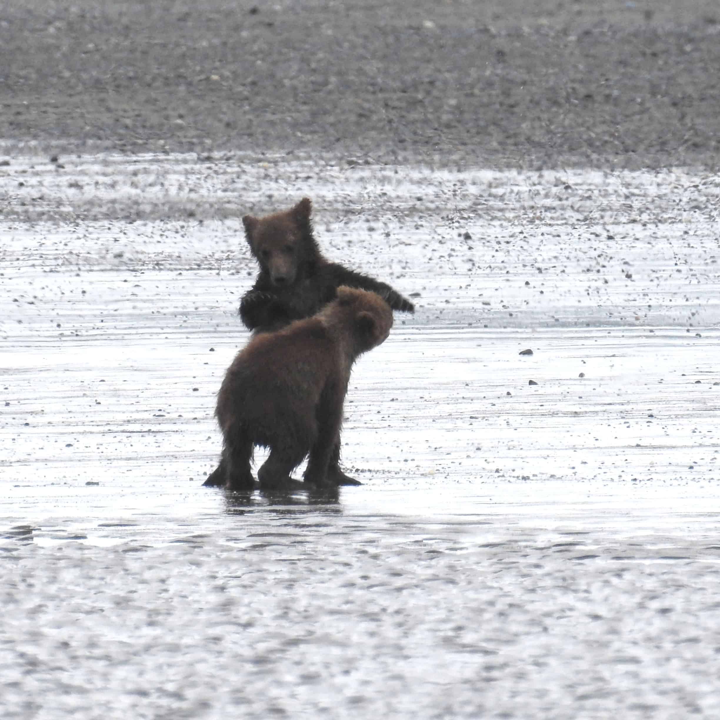 Grizzly Bear Cubs Playing Together, Adorable Cute Grizzly Bear Cubs Playing, Cutest Playful Grizzly Bear Cubs, Adorable Bear Cubs at Play, Baby Bear Cubs Playing - CUTEST Compilation, Bear Cubs Playing Together: An Adorable Wildlife Moment, Bear Cubs Playing Together: A Cute Wildlife Moment.