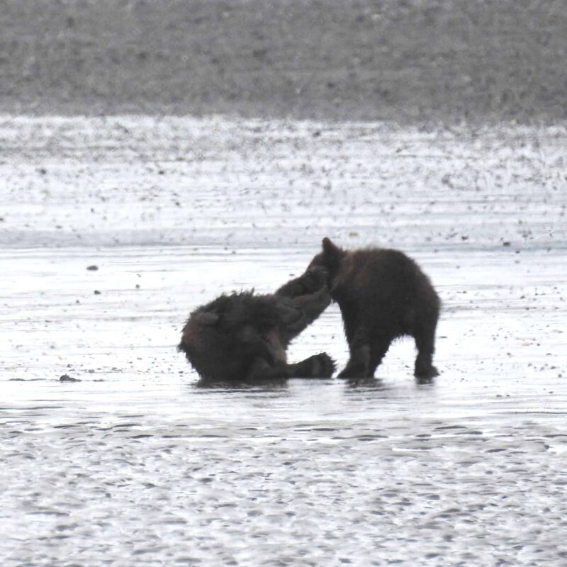Grizzly Bear Cubs Playing Together, Adorable Cute Grizzly Bear Cubs Playing, Cutest Playful Grizzly Bear Cubs, Adorable Bear Cubs at Play