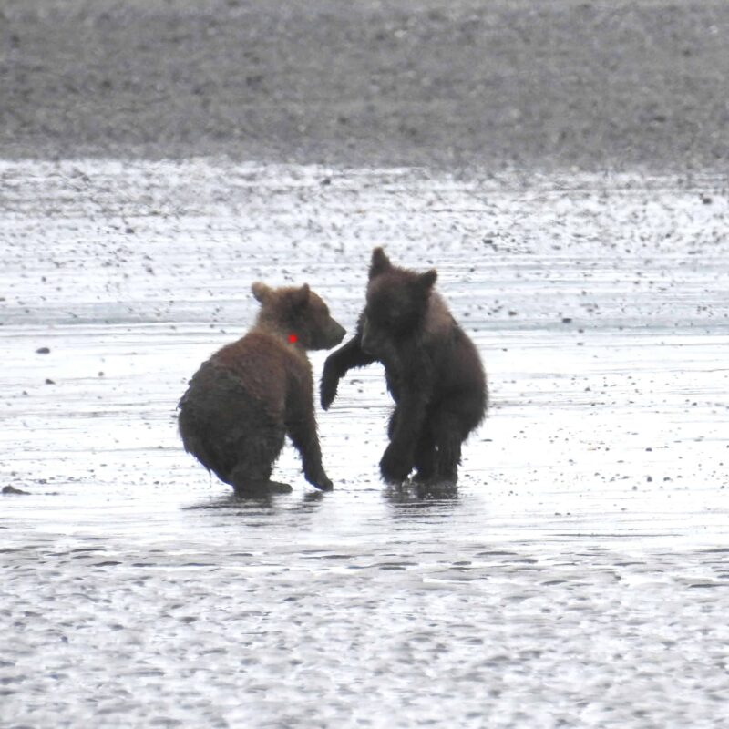 Grizzly Bear Cubs Playing Together, Adorable Cute Grizzly Bear Cubs Playing, Cutest Playful Grizzly Bear Cubs, Adorable Bear Cubs at Play