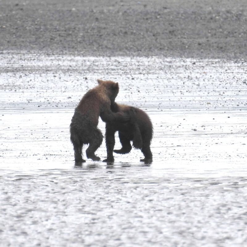 Grizzly Bear Cubs Playing Together, Adorable Cute Grizzly Bear Cubs Playing, Cutest Playful Grizzly Bear Cubs, Adorable Bear Cubs at Play