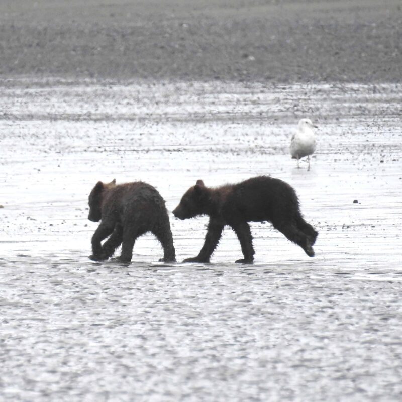 Grizzly Bear Cubs Playing Together, Adorable Cute Grizzly Bear Cubs Playing, Cutest Playful Grizzly Bear Cubs, Adorable Bear Cubs at Play