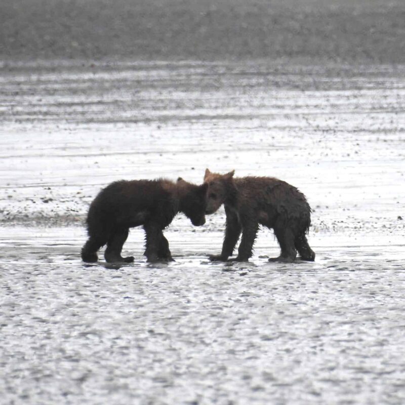 Grizzly Bear Cubs Playing Together, Adorable Cute Grizzly Bear Cubs Playing, Cutest Playful Grizzly Bear Cubs, Adorable Bear Cubs at Play