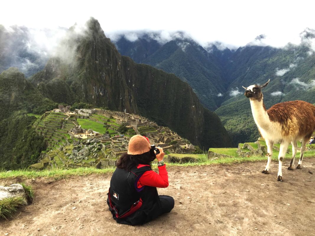Llamas of Machu Picchu, llamas in peru, Llamas And The Peruvian Culture, Historic Sanctuary of Machu Picchu, Machu Picchu Travel Guide