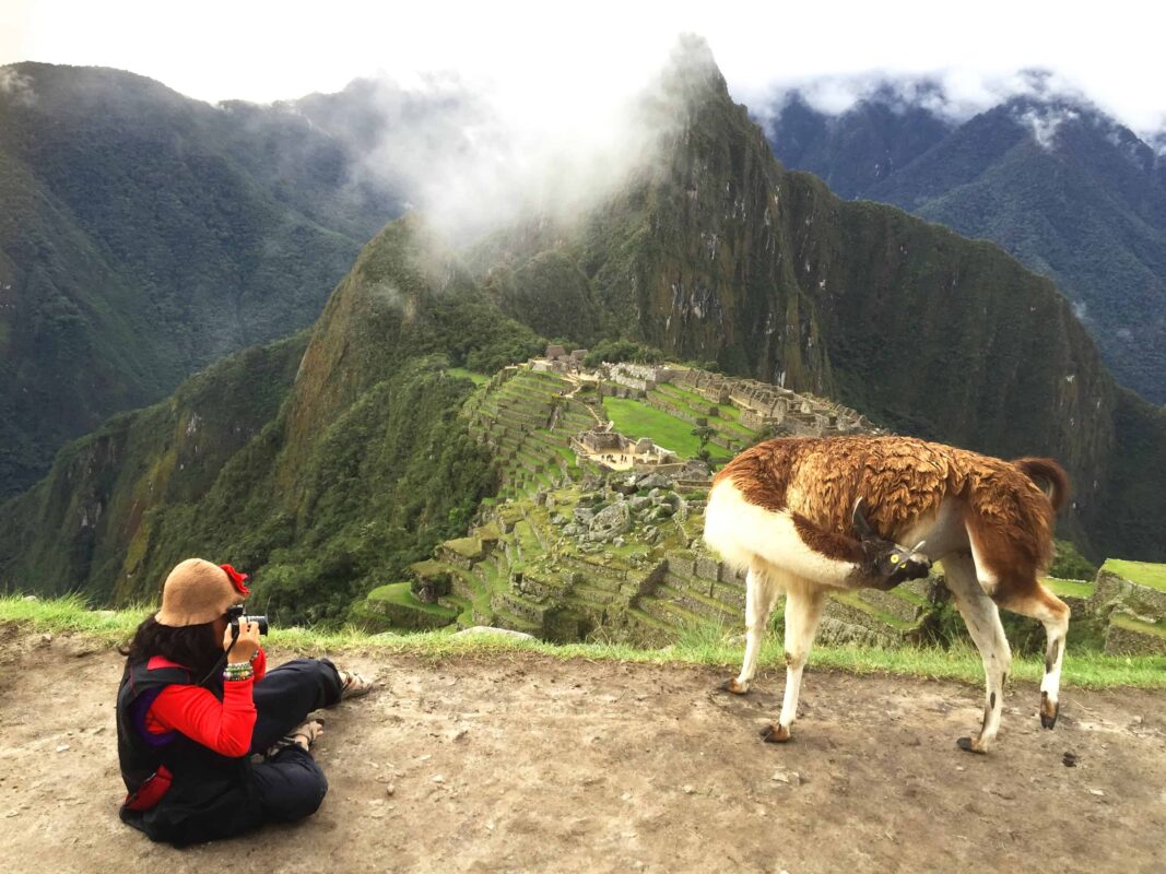 Llamas of Machu Picchu, llamas in peru, Llamas And The Peruvian Culture, Historic Sanctuary of Machu Picchu, Machu Picchu Travel Guide