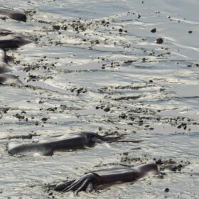 Impact of Global Warming on our Oceans and Aquatic animals, Effect of Global warming on our Oceans and Sea Mammals, Climate Change Impacts on the Ocean and Marine, Impact of global warming on aquatic animals, Effects of global warming on our oceans