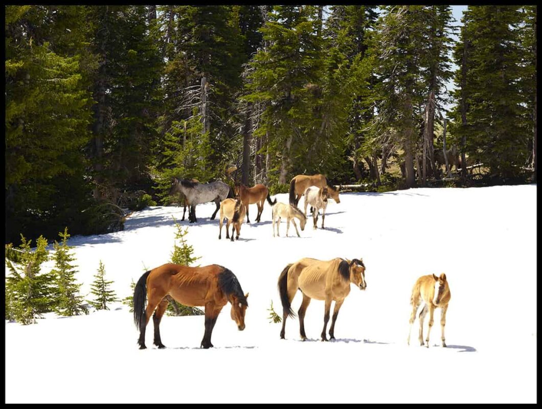 For the love of Wild Horses - Pryor Mountain Mustangs Photos. Wild Horse Photography