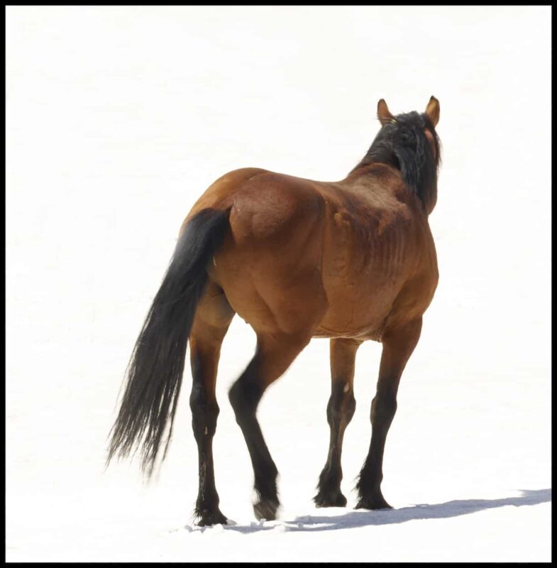 For the love of Wild Horses - Pryor Mountain Mustangs Photos. Wild Horse Photography