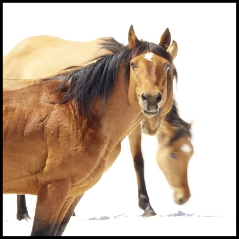 For the love of Wild Horses - Pryor Mountain Mustangs Photos. Wild Horse Photography