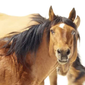 For the love of Wild Horses - Pryor Mountain Mustangs Photos